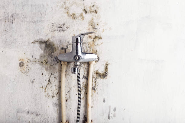 Best Mold Remediation  in Weedsport, NY