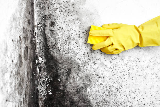 Best Toxic Mold Removal  in Weedsport, NY