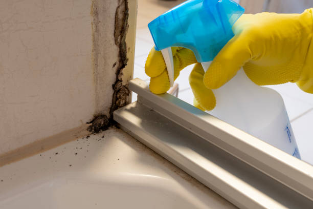 Best Mold Remediation Experts  in Weedsport, NY