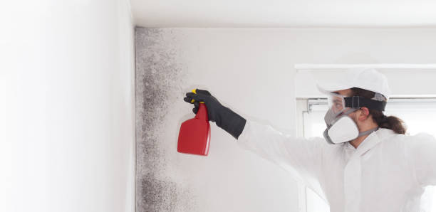 Best Crawl Space Mold Removal  in Weedsport, NY