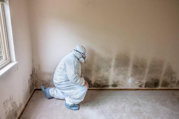 Best Residential Mold Removal  in Weedsport, NY