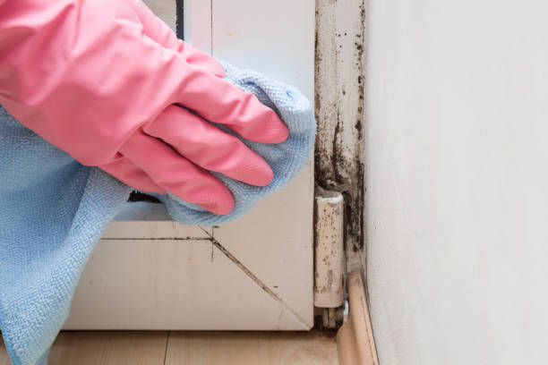 Best Local Mold Removal Service  in Weedsport, NY