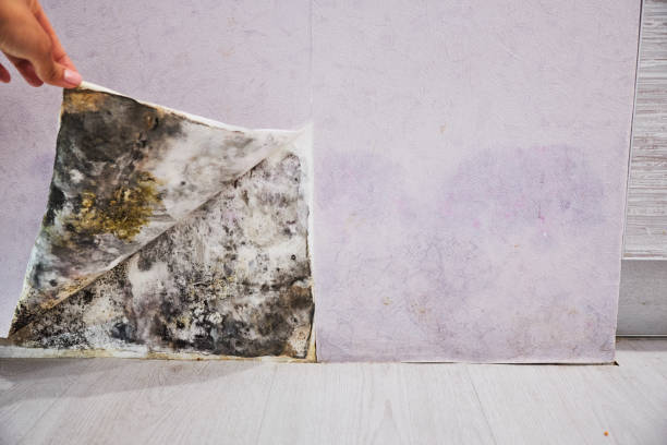 Water Damage Restoration in Weedsport, NY